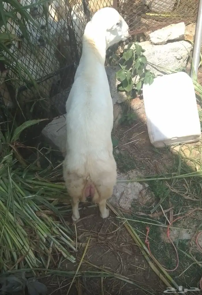 كبش للبيع 2