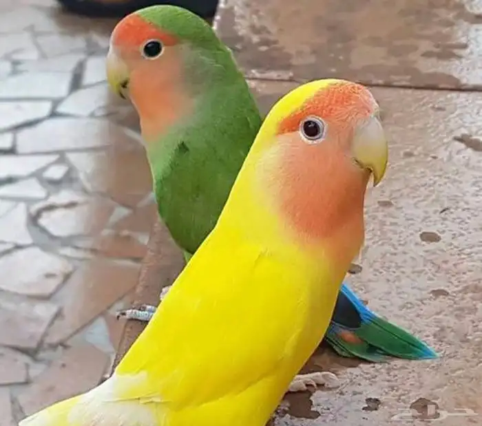 مطلوب ببغا للبيع تابي وتمارا 0
