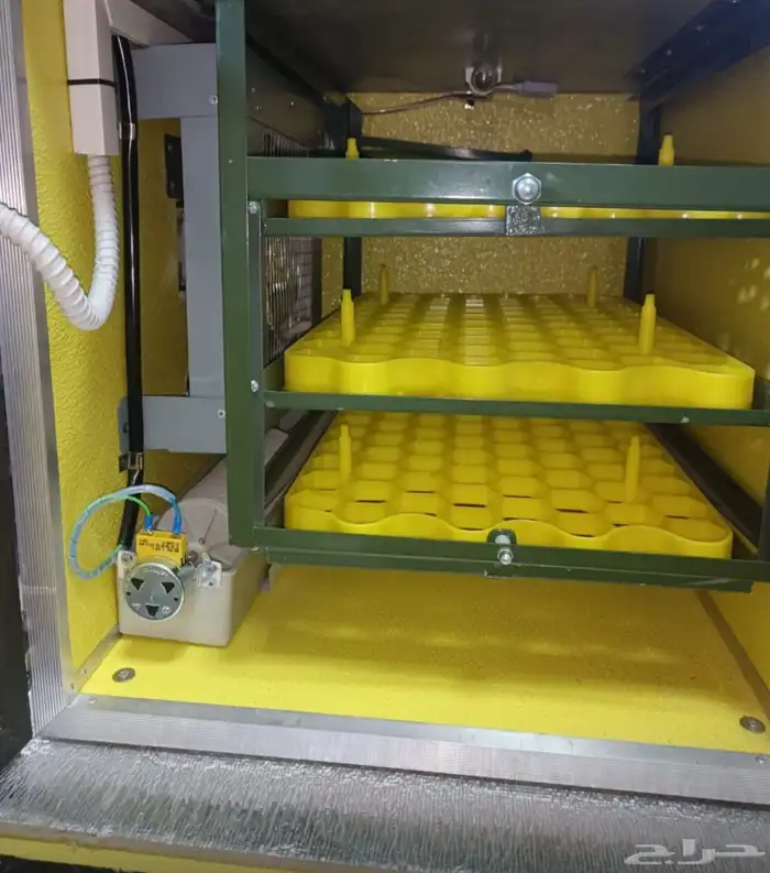 دجاج باكستاني 8