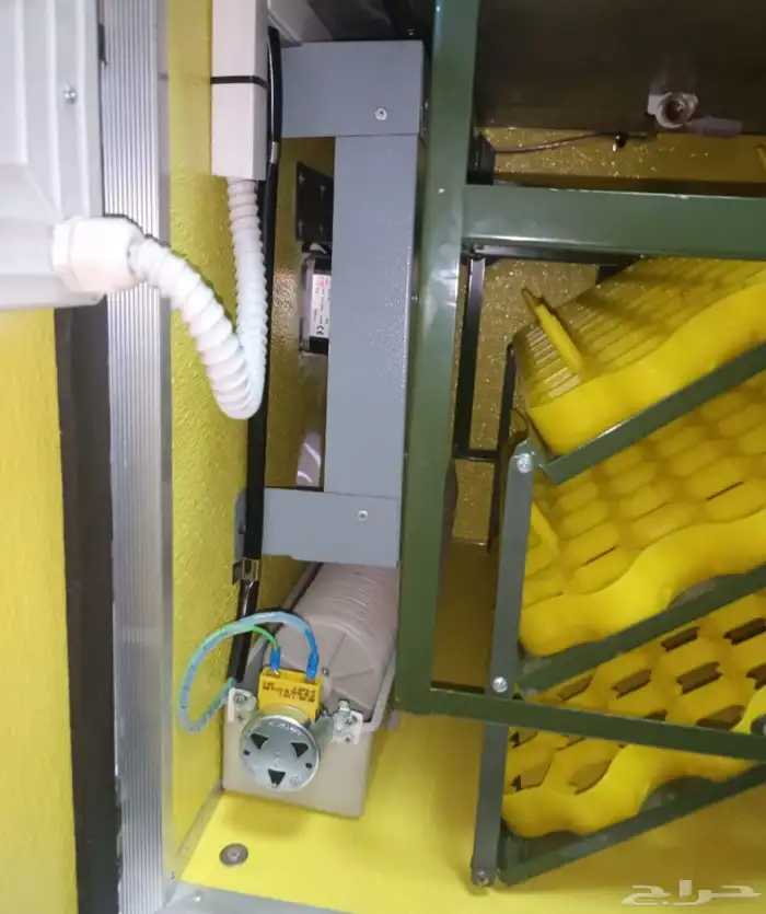 دجاج باكستاني 7