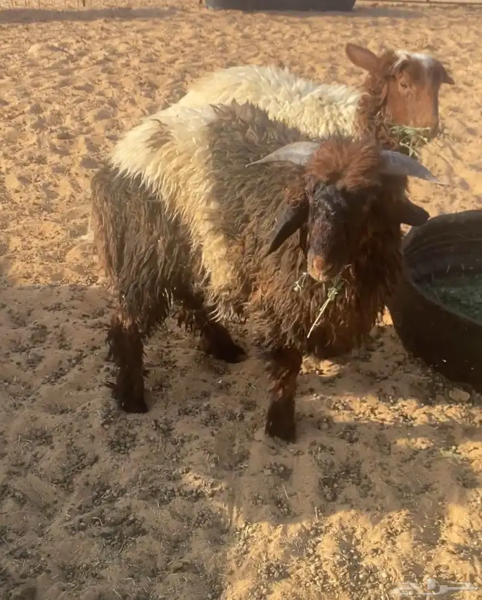 متوفر ذبايح نعيم ( تابي تمارا ) 8