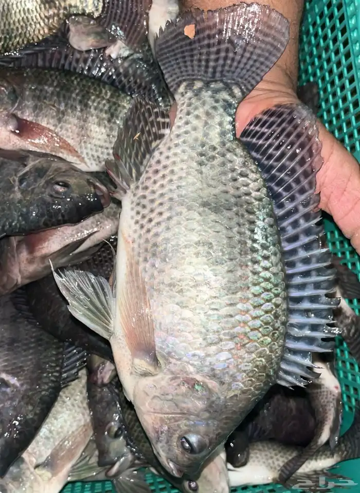 ذبايحكو   طازج  منظف  بلطي سوبر من البحر لمائدتك 6