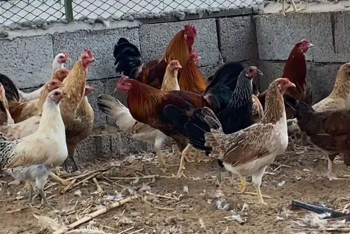 أسكان الحصمه مزرعه عيسان 0