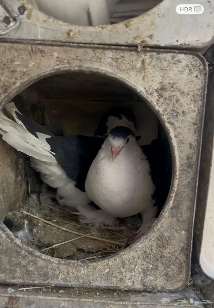 حمام زينة للبيع منتج 3