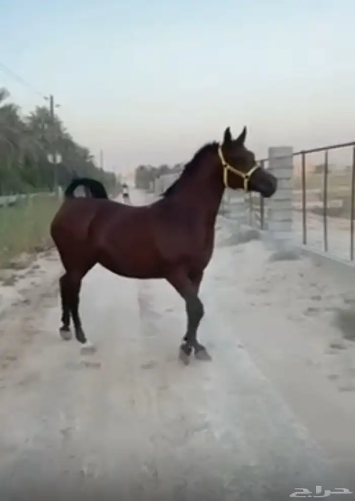 فرس مكس مواليد 2011 2