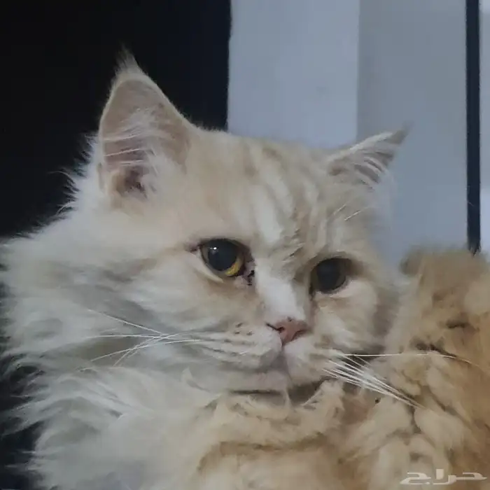 قطط مفقوده 2