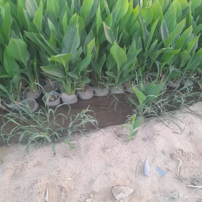 شتلات وأشجار جملة فقط 8