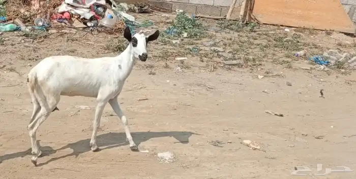 معزه أو شاه للبيع 5