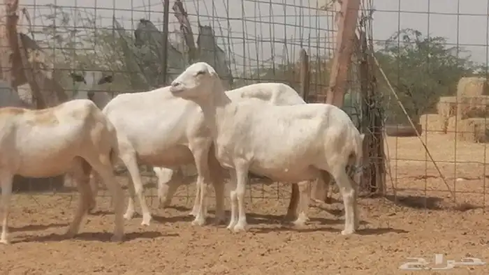 غنم رفيديات جنب دفع ضان رفد 10