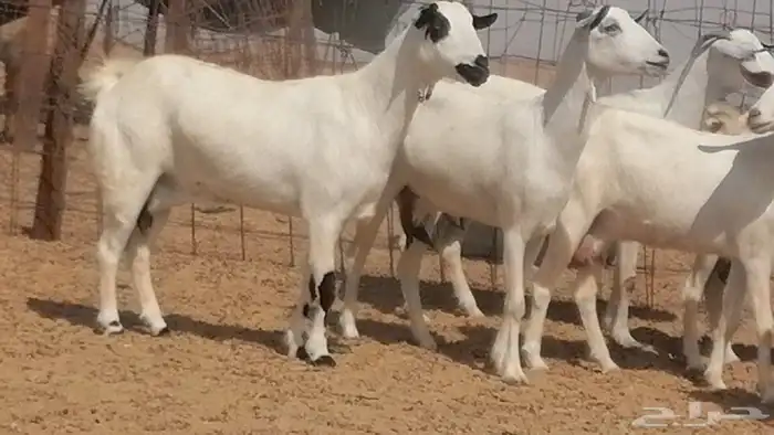 ماعز بيشيات صنف فواخر جنب دفيع عفر وكحل 23