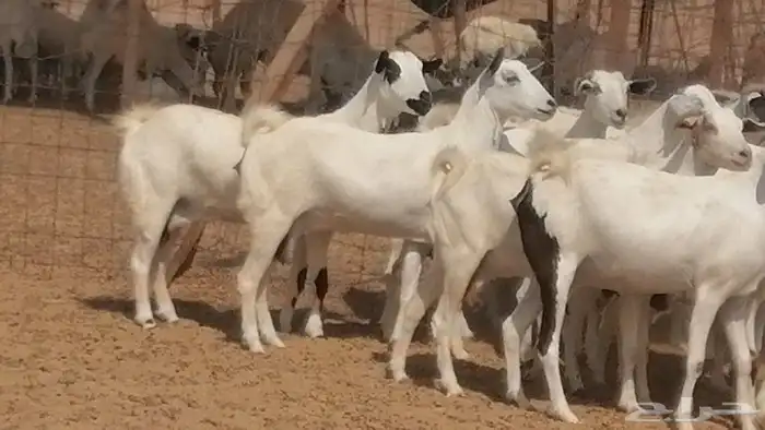 ماعز بيشيات صنف فواخر جنب دفيع عفر وكحل 37