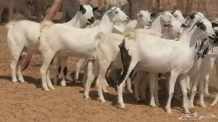 ماعز بيشيات صنف فواخر جنب دفيع عفر وكحل 44