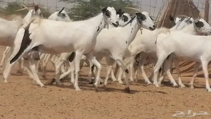 ماعز بيشيات صنف فواخر جنب دفيع عفر وكحل 26