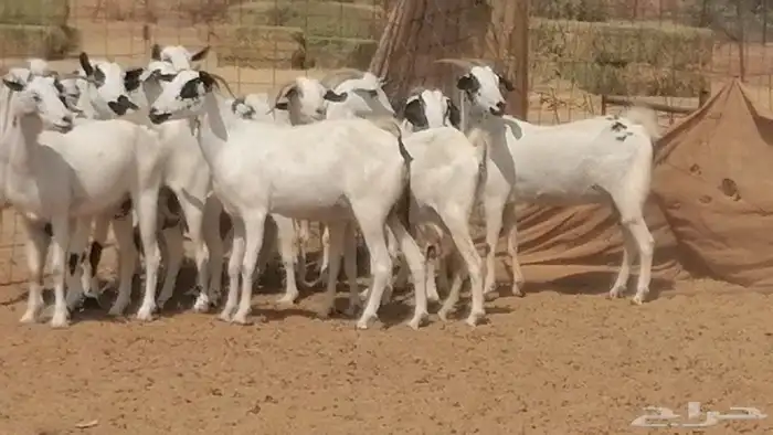 ماعز بيشيات صنف فواخر جنب دفيع عفر وكحل 41