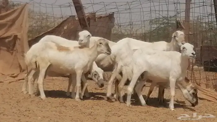 غنم رفيديات جنب دفع ضان رفد 0