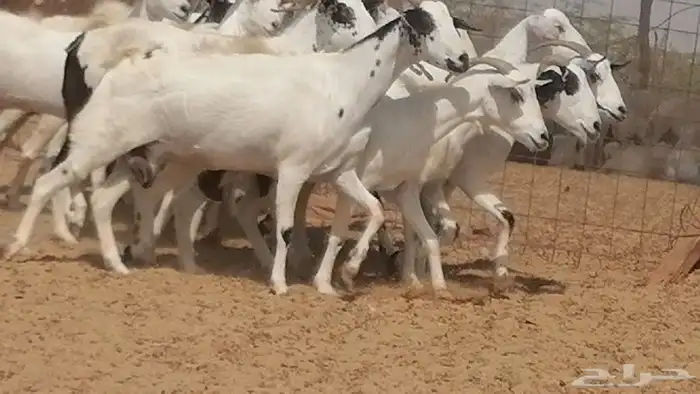 ماعز بيشيات صنف فواخر جنب دفيع عفر وكحل 14