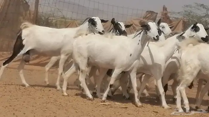 ماعز بيشيات صنف فواخر جنب دفيع عفر وكحل 9