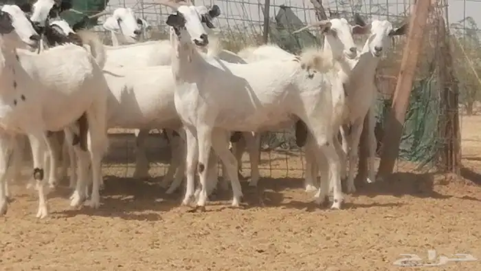 ماعز بيشيات صنف فواخر جنب دفيع عفر وكحل 32