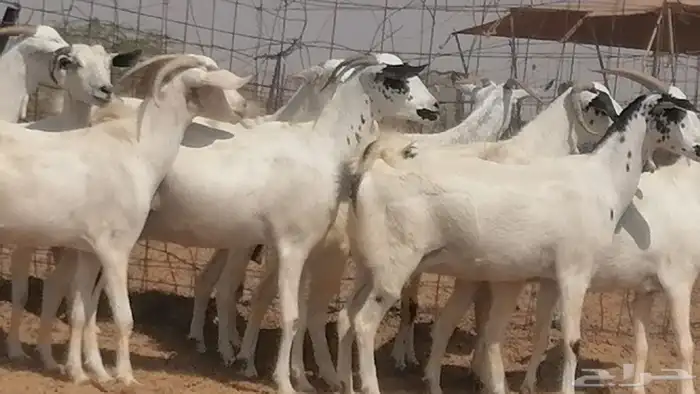 ماعز بيشيات صنف فواخر جنب دفيع عفر وكحل 34