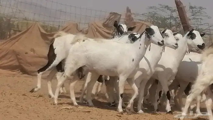 ماعز بيشيات صنف فواخر جنب دفيع عفر وكحل 18