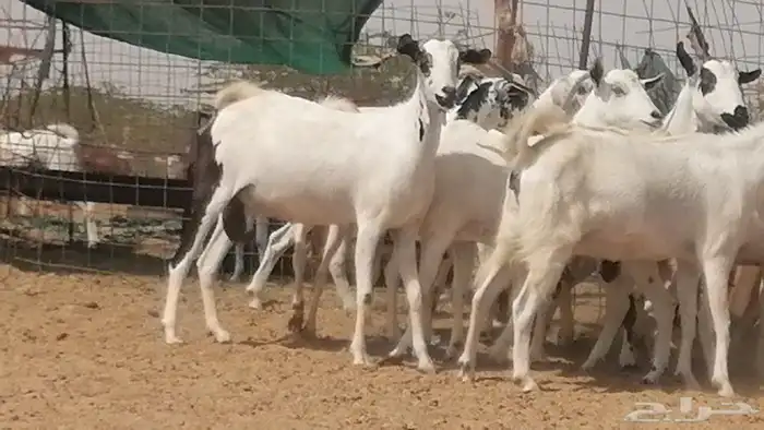 ماعز بيشيات صنف فواخر جنب دفيع عفر وكحل 4