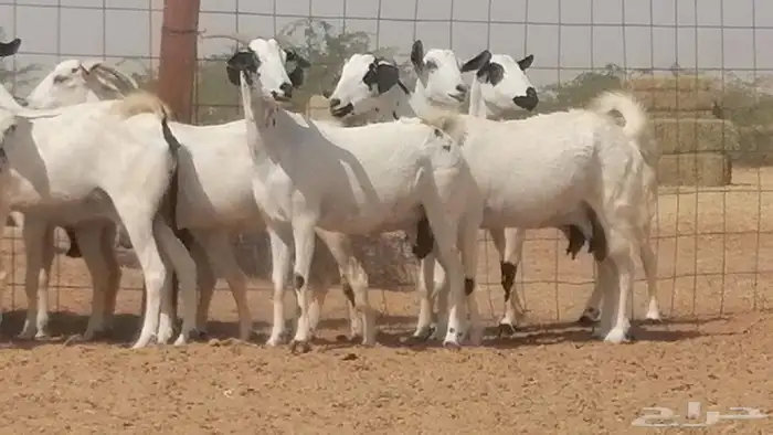 ماعز بيشيات صنف فواخر جنب دفيع عفر وكحل 0