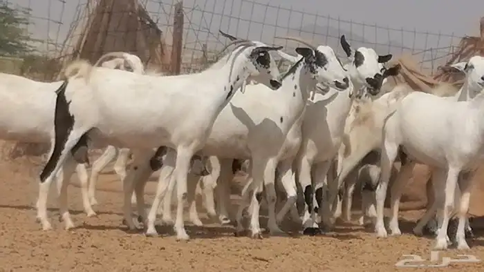 ماعز بيشيات صنف فواخر جنب دفيع عفر وكحل 20