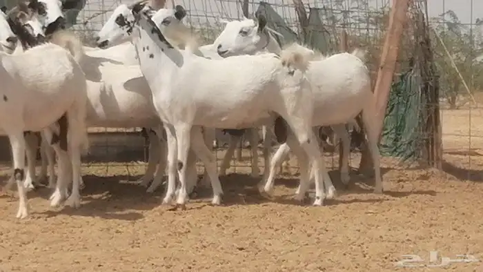 ماعز بيشيات صنف فواخر جنب دفيع عفر وكحل 29
