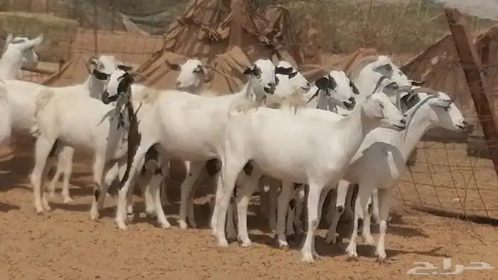 ماعز بيشيات صنف فواخر جنب دفيع عفر وكحل 40
