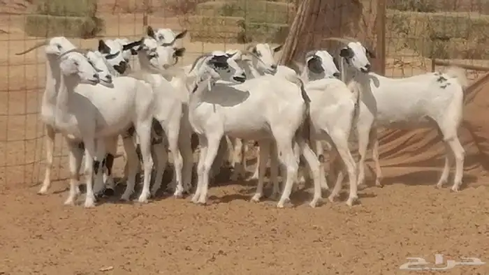 ماعز بيشيات صنف فواخر جنب دفيع عفر وكحل 43