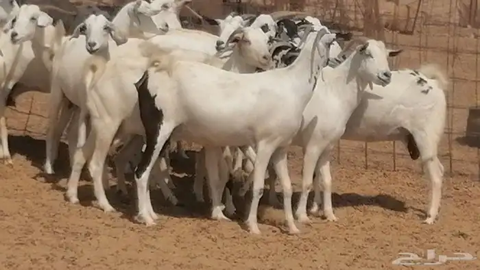 ماعز بيشيات صنف فواخر جنب دفيع عفر وكحل 36