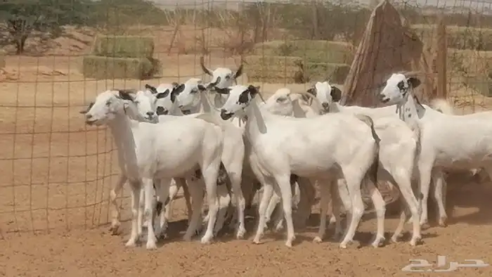 ماعز بيشيات صنف فواخر جنب دفيع عفر وكحل 35