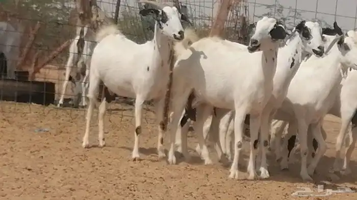 ماعز بيشيات صنف فواخر جنب دفيع عفر وكحل 1