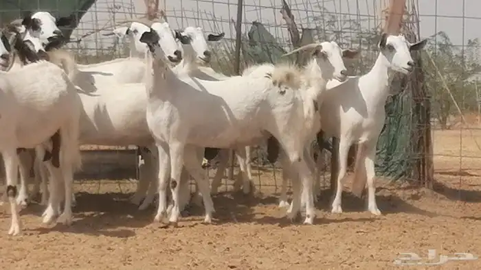 ماعز بيشيات صنف فواخر جنب دفيع عفر وكحل 22