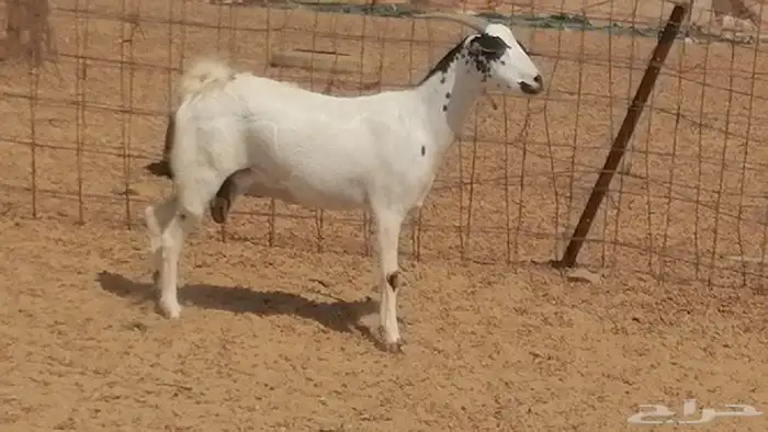 ماعز بيشيات صنف فواخر جنب دفيع عفر وكحل 30