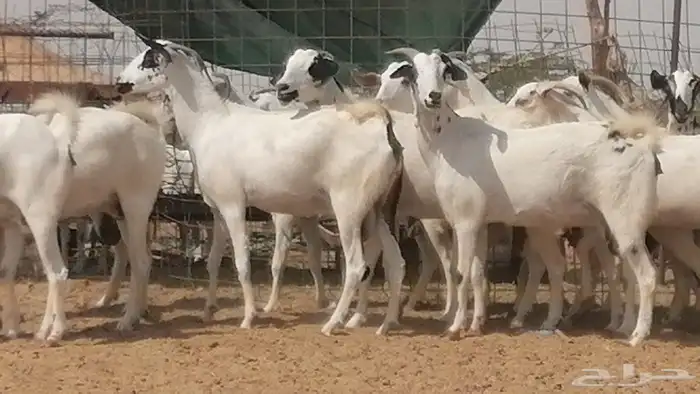 ماعز بيشيات صنف فواخر جنب دفيع عفر وكحل 3