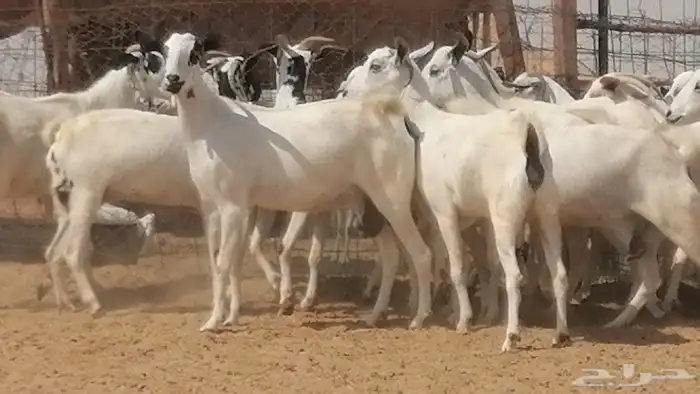 ماعز بيشيات صنف فواخر جنب دفيع عفر وكحل 21