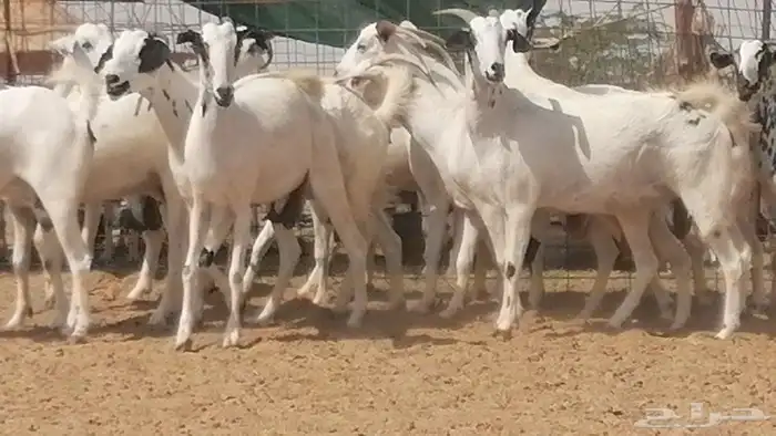 ماعز بيشيات صنف فواخر جنب دفيع عفر وكحل 11