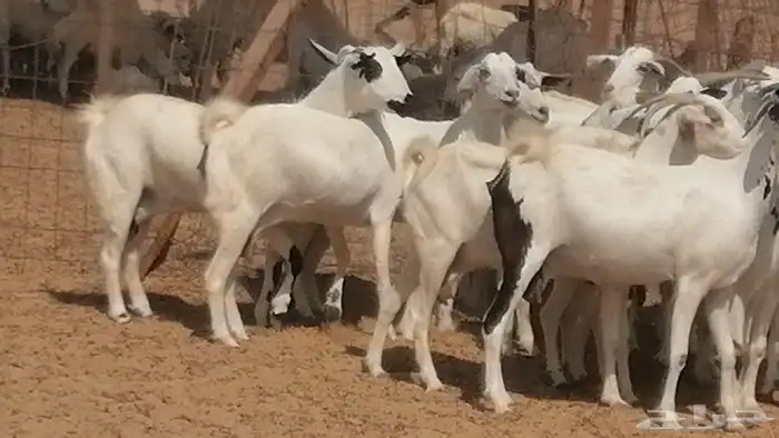 ماعز بيشيات صنف فواخر جنب دفيع عفر وكحل 39