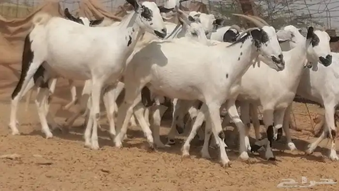 ماعز بيشيات صنف فواخر جنب دفيع عفر وكحل 25