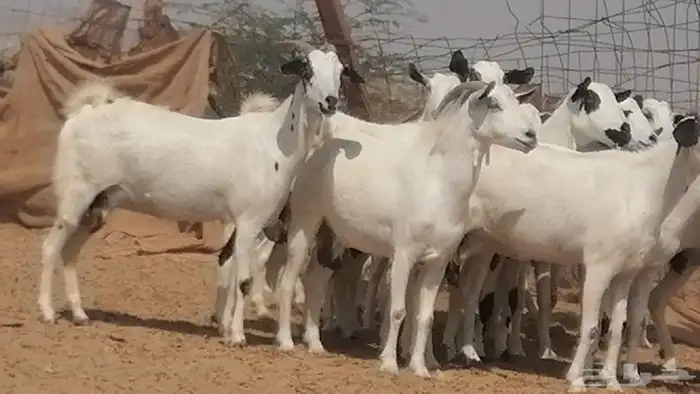 ماعز بيشيات صنف فواخر جنب دفيع عفر وكحل 17