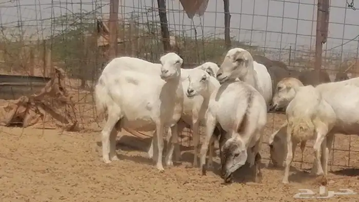 غنم رفيديات جنب دفع ضان رفد 2
