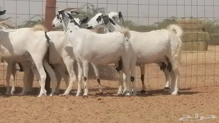 ماعز بيشيات صنف فواخر جنب دفيع عفر وكحل 7