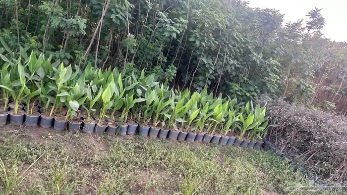 أنواع شتلات مختلفة بسعر الجملة 1