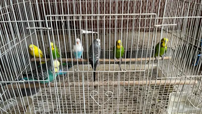 طيور حب باجي العدد 5 أزواج يعني عشر حبات بصحه جيده 4