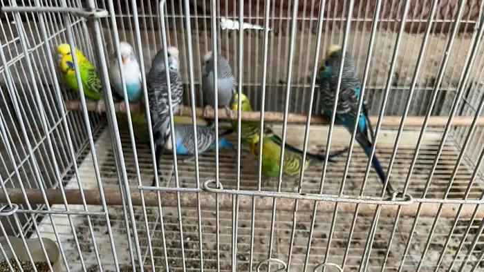 طيور حب باجي العدد 5 أزواج يعني عشر حبات بصحه جيده 5