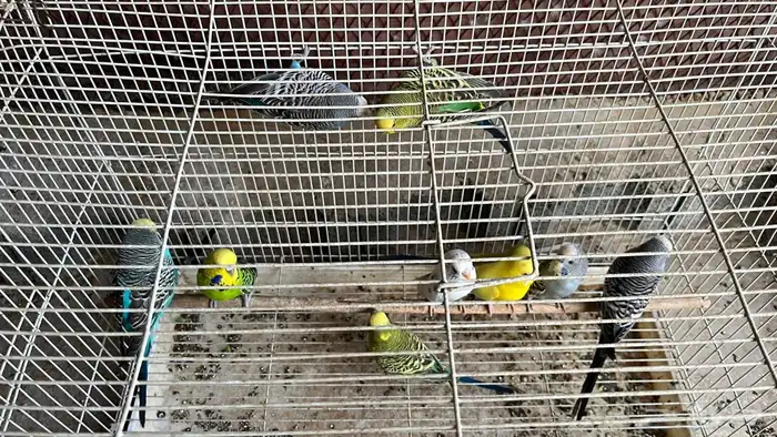 طيور حب باجي العدد 5 أزواج يعني عشر حبات بصحه جيده 1