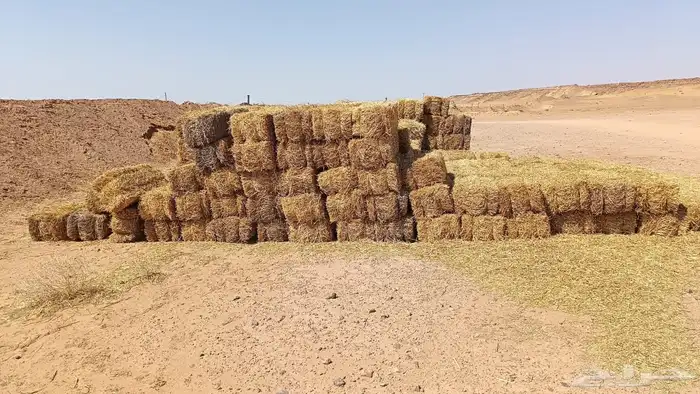 تبن بر علف 0