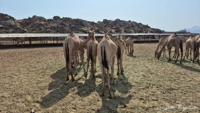 قعدان صومالية مرابي فل 0