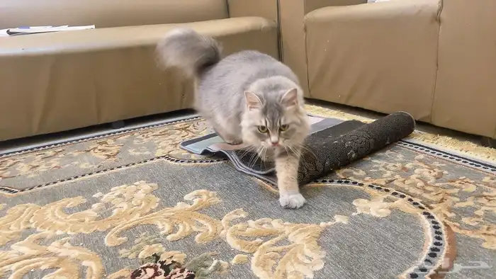 قطة للتبني لوجه الله بدون مقابل مجانا 1